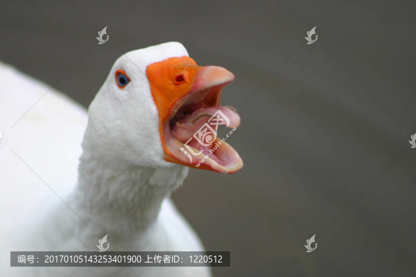 憤怒的鵝