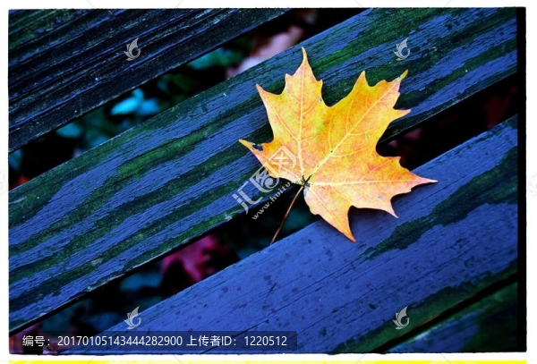 黃色楓葉