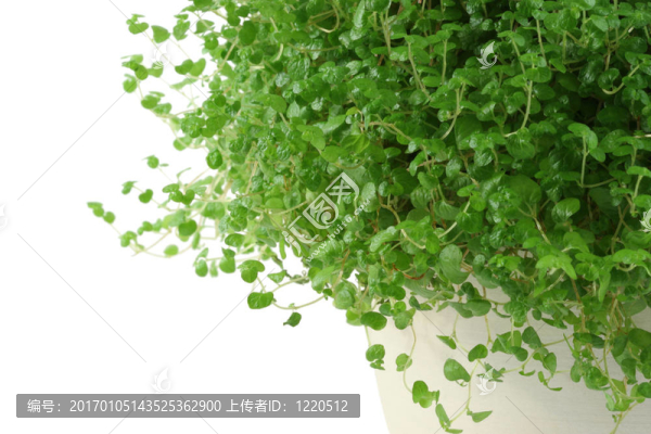 孩子的眼淚