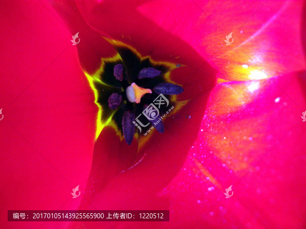 番紅花50