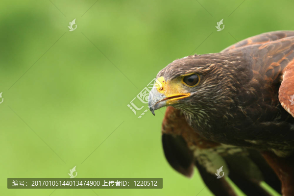 鷹的眼睛