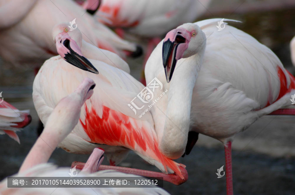 粉紅色的火烈鳥
