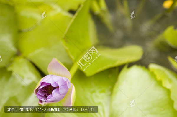 郁金香-匯圖網(wǎng) www.fosd68.com 郁金香