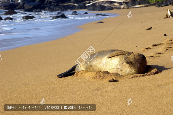 睡僧海豹