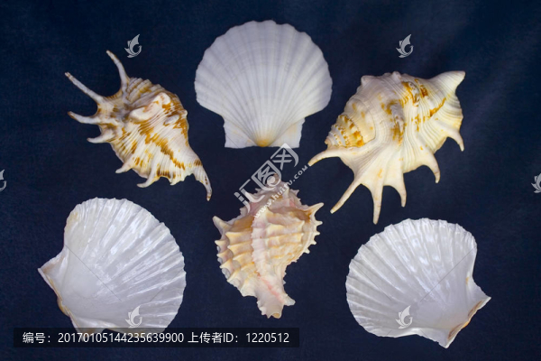 貝殼