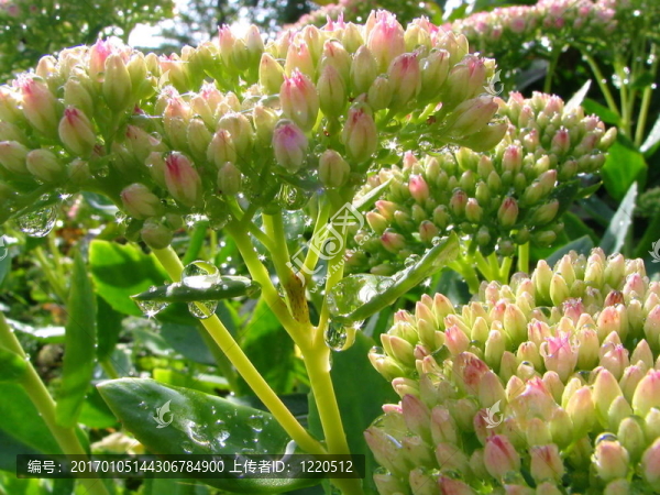 在一個(gè)花園