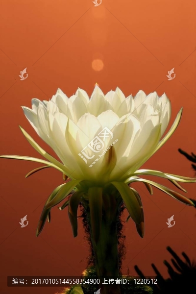太陽花