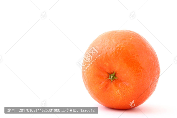 白鮮桔
