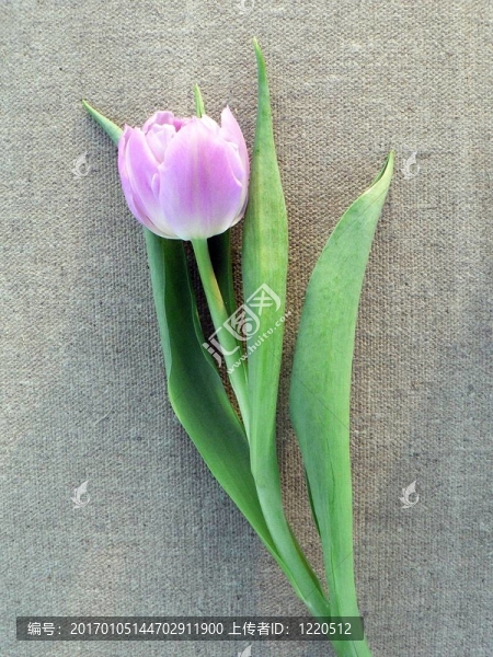 粉紅色的郁金香
