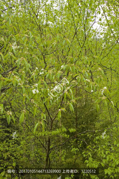 jw_029_043_05