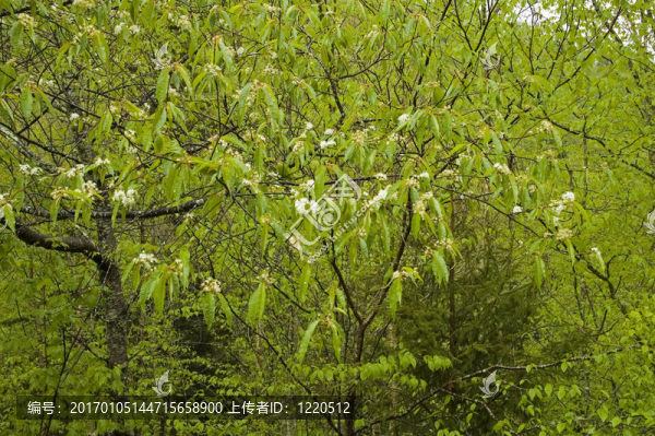 jw_029_042_05