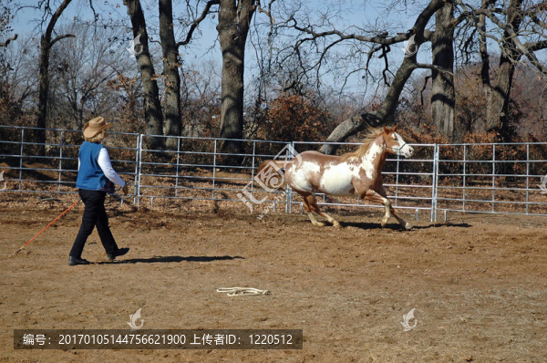 女馴馬師