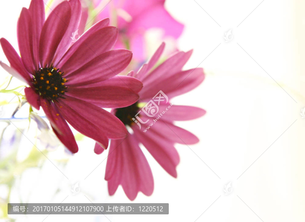 flowers2