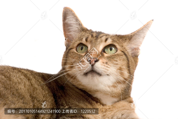 他們到底在那里做什么？