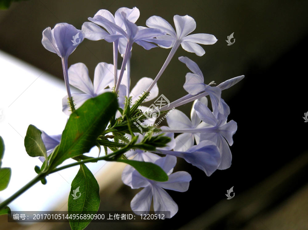 茉莉花