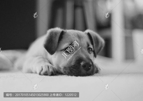 黑色和白色的小狗