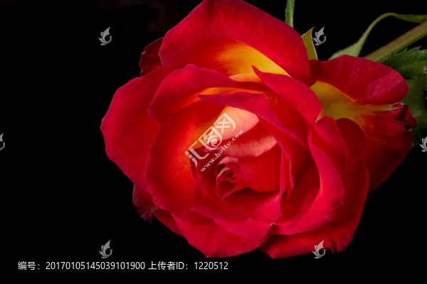 在黑玫瑰
