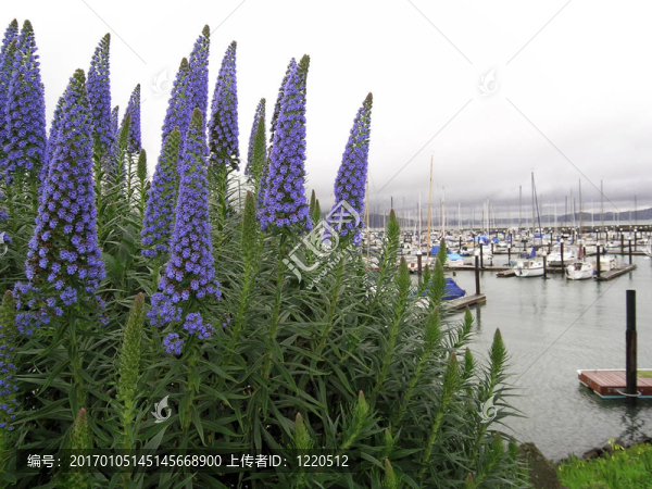 港口旁邊的梅森堡；三藩；CA