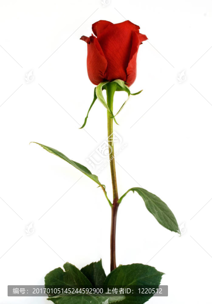 紅玫瑰