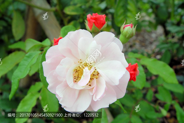 莉拉玫瑰