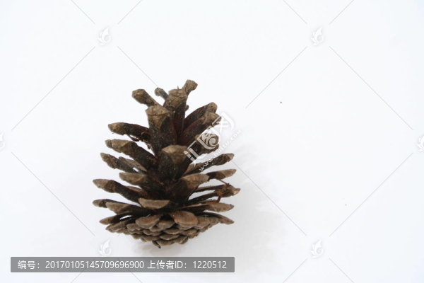 松樹的球果
