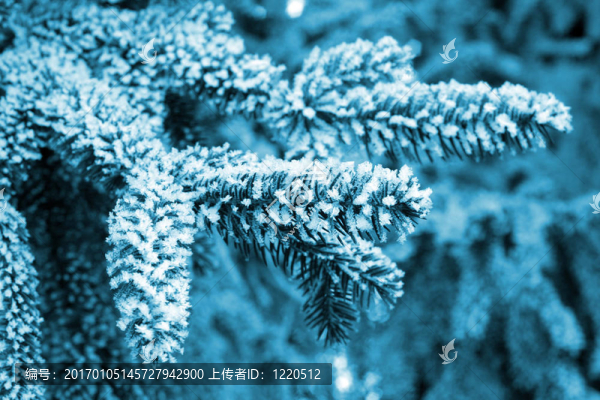 Frost在松