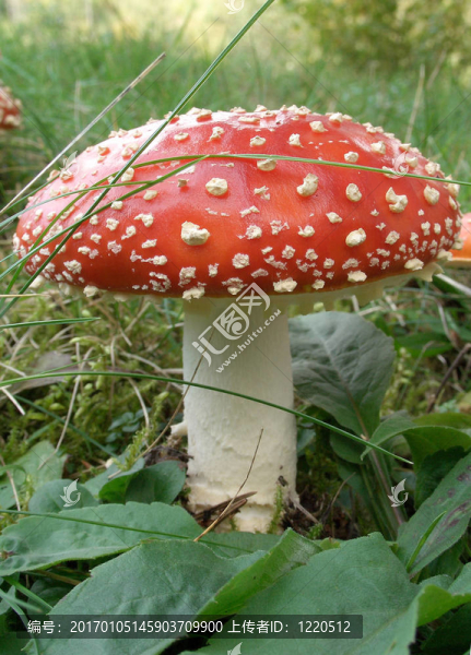粉木耳2