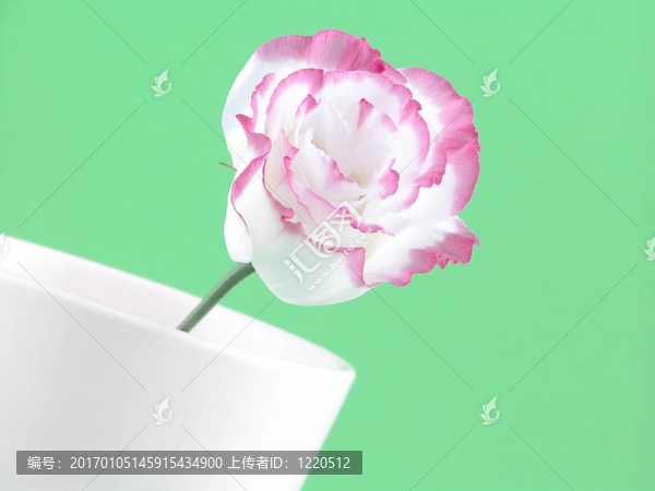 洋桔梗