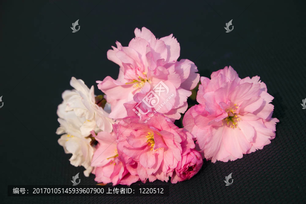 櫻花