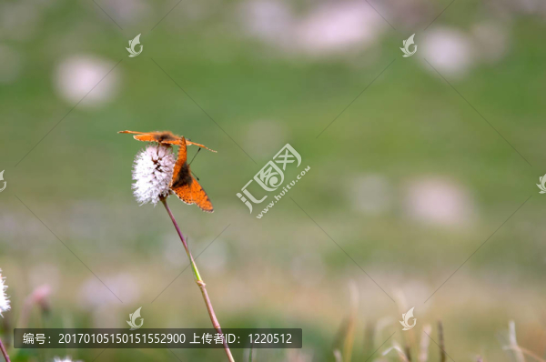 花上的蝴蝶