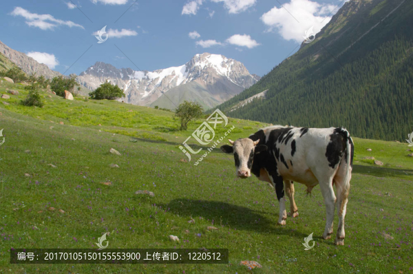 草地上的公牛