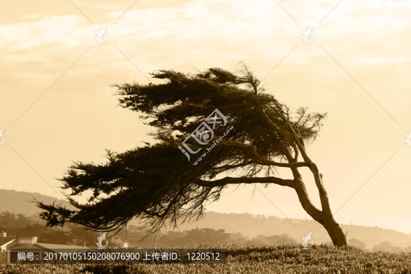 褐色的樹-匯圖網(wǎng) www.fosd68.com 褐色的樹