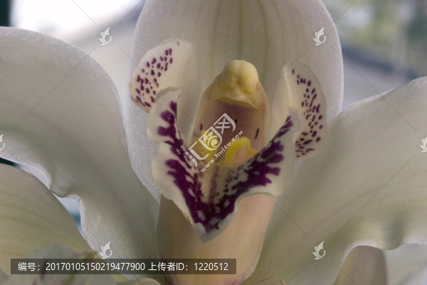 蘭花