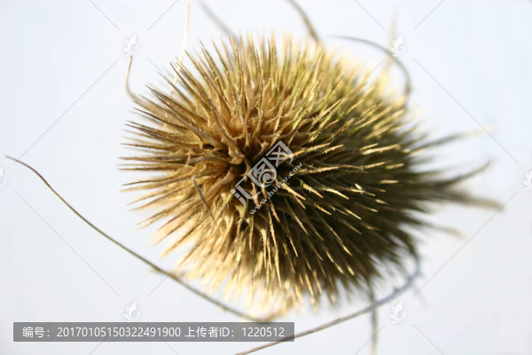 植物；Teasel,head