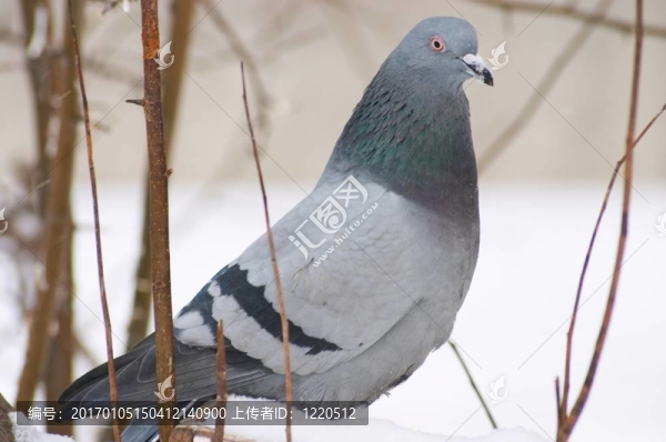 鴿子