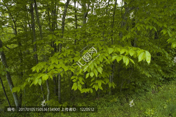 jw_034_094_05