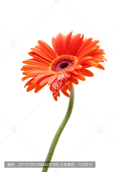 上升的雛菊