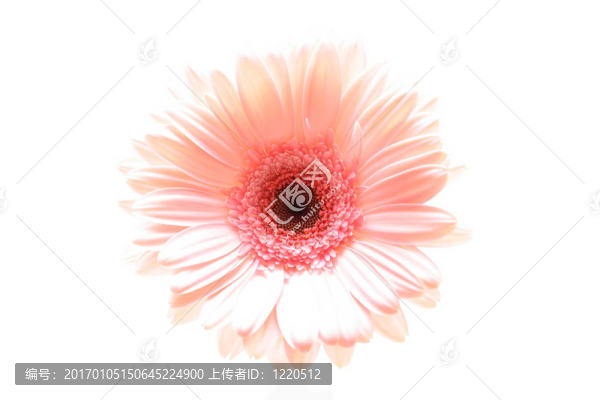 粉色雛菊海基