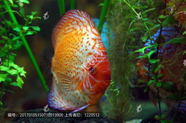 干粉吸入器的魚