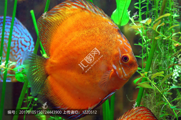干粉吸入器的魚