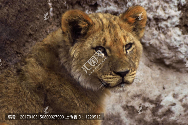 獅子幼崽近距離