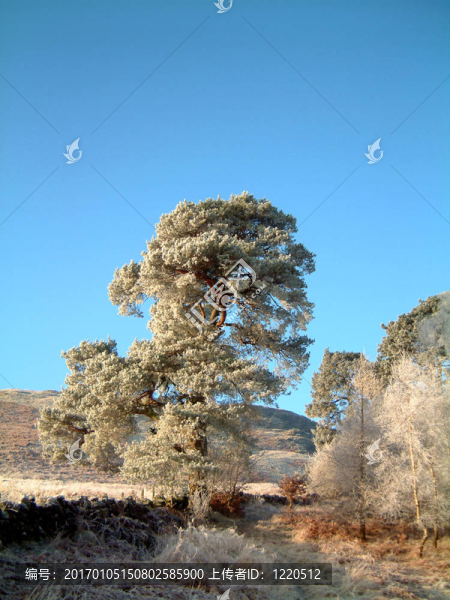 磨砂的蘇格蘭松樹