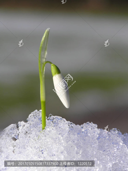 白色的雪花蓮
