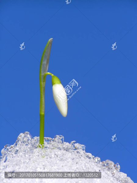 白色的雪花蓮