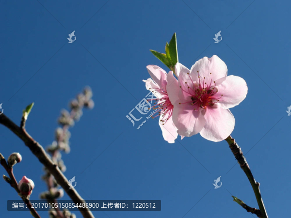 桃花