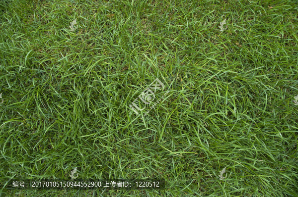草綠色的背景