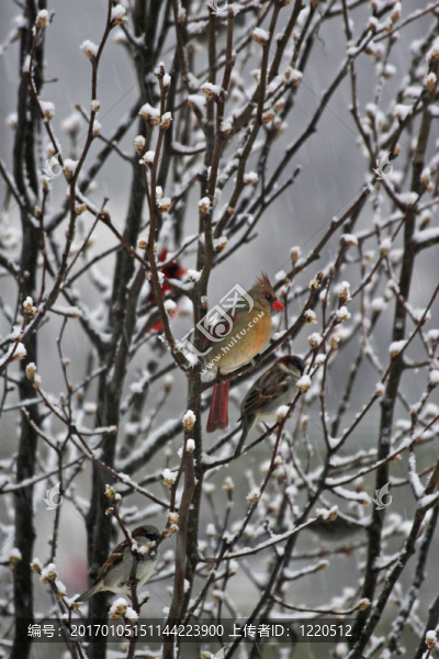 cardinels雪