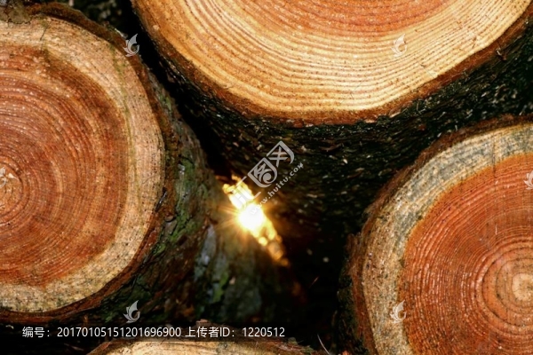 新砍的木材