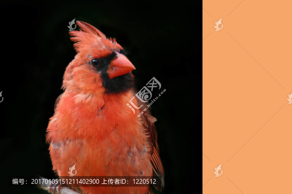 蓬松的火