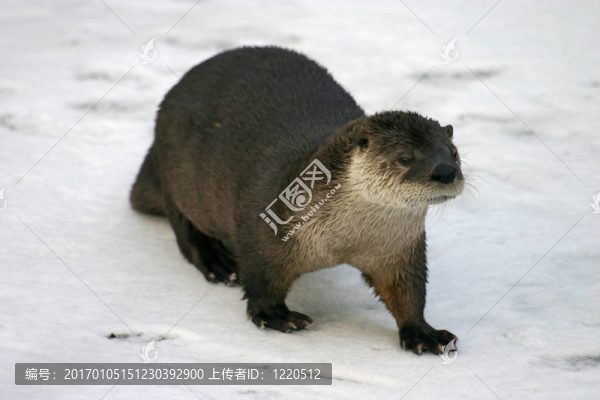 水獺-匯圖網(wǎng) www.fosd68.com 水獺